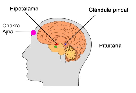 hipotalamo-pineal-pituitaria1