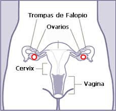ovarios