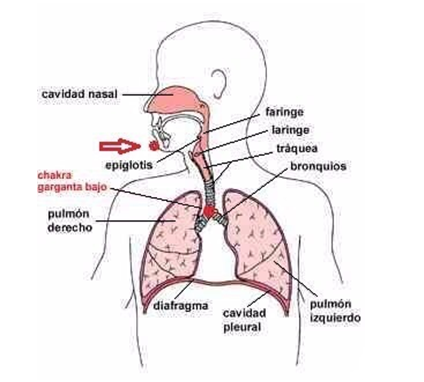 sistema respiratorio-ronquidos
