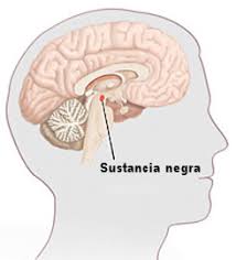 sustancia negra cerebro