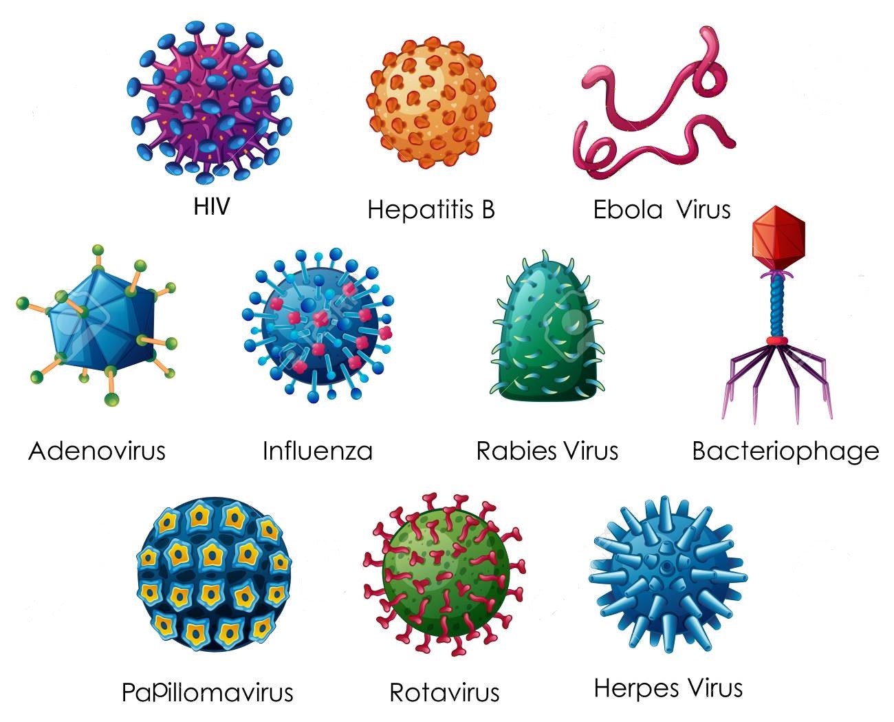 Virus y bacterias