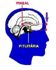 pineal-pituitaria