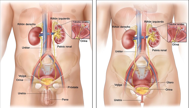 sistema urinario