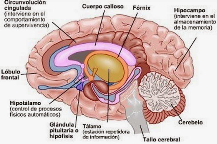 sistema-limbico- talamo-hipotalamo