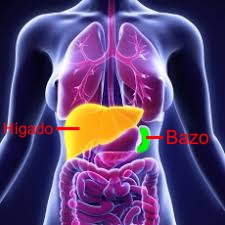 higado, bazo higado, bazo