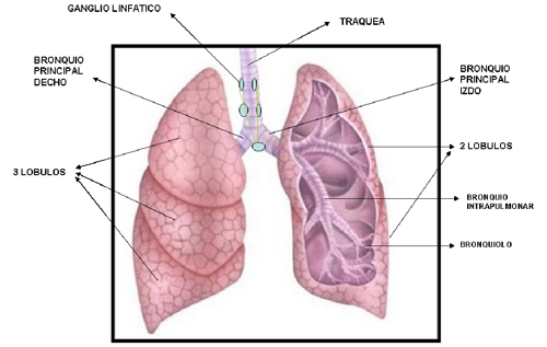 pulmones1