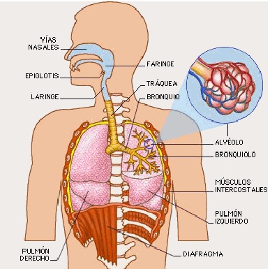 sistema respiratorio