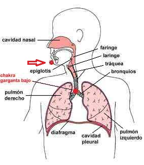 Chakra epiglotis y chakra garganta bajo