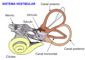 sistema vestibular