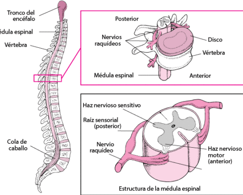 sanar vertebras