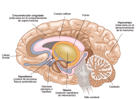 cerebro-talamo-hipotalamo-pituitaria