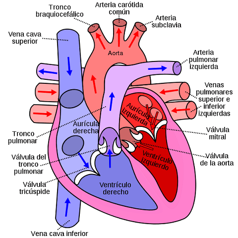 corazon