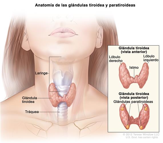 tiroides-paratiroides