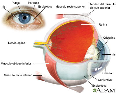 Anatomia del ojo
