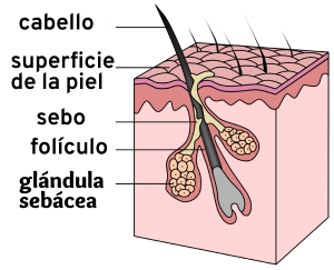 anatomia del pelo