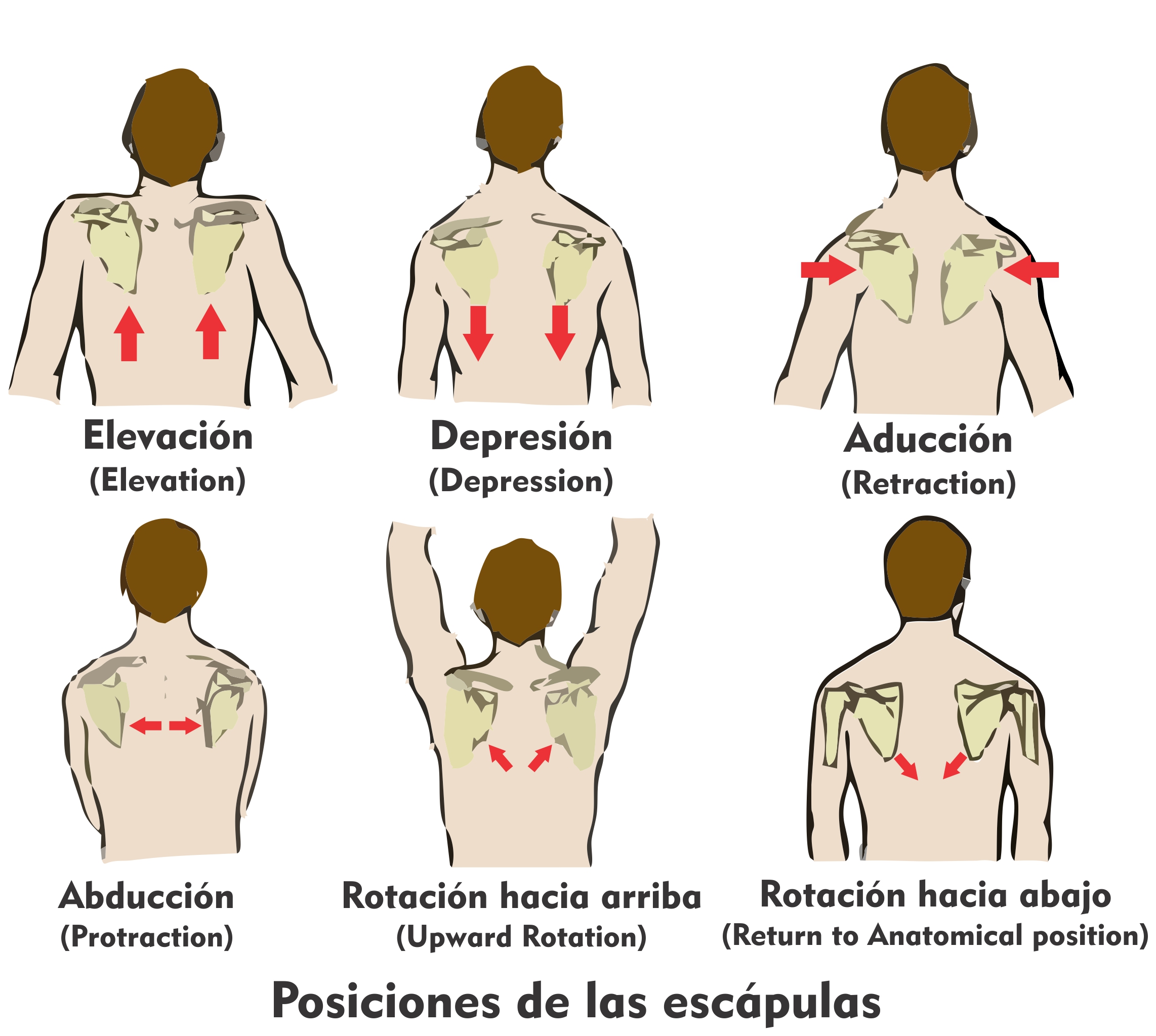 Posiciones-escapulas