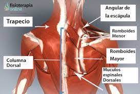 musculos interescapulares