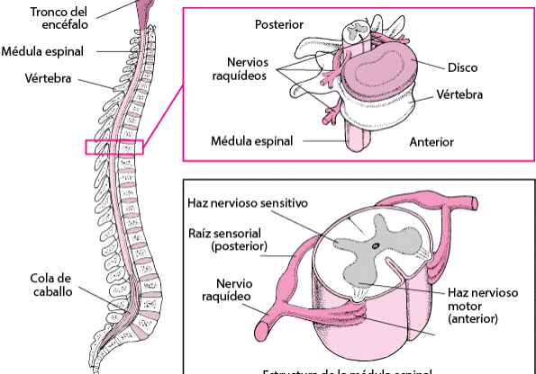 sanar vertebras